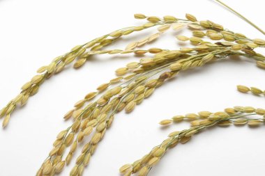 pirinç taneleri beyaz arkaplanda izole edilmiş