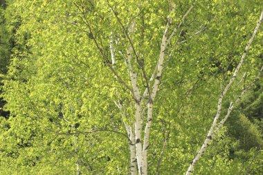 Yeşil huş ağacı orman manzarası.