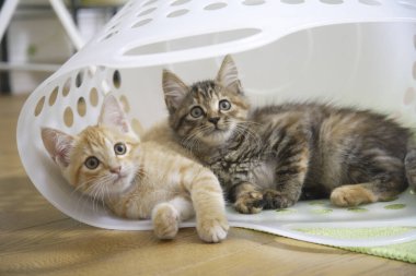 Evde beyaz sepetteki iki sevimli kedi yavrusu.