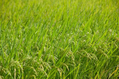 Çeltik tarlasındaki güzel yeşil pirinç bitkilerinin manzarasını kapatın.          