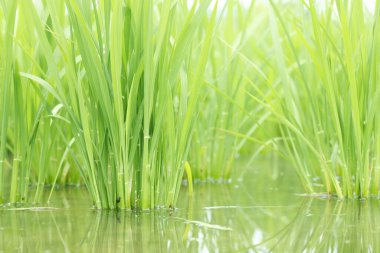 çeltik tarlasında yeşil pirinç 