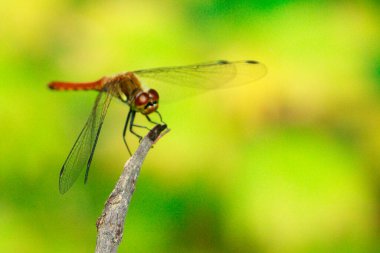 Bitkinin üzerindeki kırmızı yusufçuk yeşil bulanık arka plana karşı