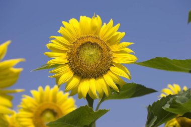 Güzel ayçiçeği tarlası. Doğa arkaplanı