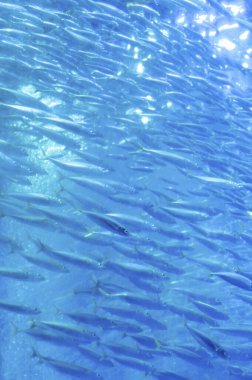 Akvaryumda yüzen balıkların olduğu sualtı fotoğrafı.     