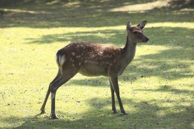 Japonya, Nara 'da bir parkta yürüyen kahverengi geyik. 