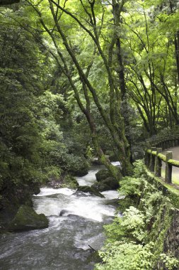 Güzel bir şelale orman manzarası