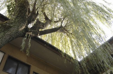 Şehir parkındaki bir ağaç alttan görünüyor.