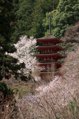 Kyoto, Japonya 'daki güzel, eski tapınak.