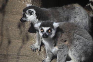 halka - kuyruklu lemur portresi arkaplanı 