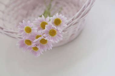 Papatya çiçekleri, arka planda bahar zamanı, kapatın.