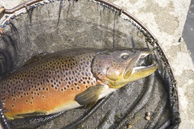 Balıkçı ağındaki alabalık manzarası