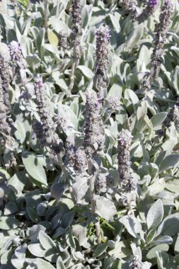 Yakın plan, tüylü kuzuları, gümüşi yapraklı kulak bitkilerini dışarıda gösteriyor.