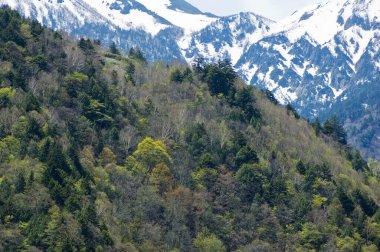 Güzel yeşil ağaçlar ve karlı manzaralı dağlar.    
