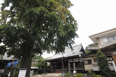 Modern yapının yanında geleneksel Japon binasını gölgeleyen büyük bir ağaç.