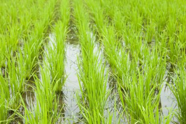 Tayland 'daki pirinç tarlası