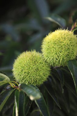 Güzel çiçekler, yakın görüş, bitki konsepti.