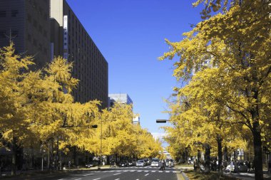 Tokyo sonbahar şehir manzarası, manzara manzarası 