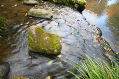 Ormandaki küçük şelale manzarasını kapatın.