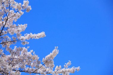 Ağaçtaki güzel beyaz kiraz çiçekleri mavi gökyüzü arka planına karşı