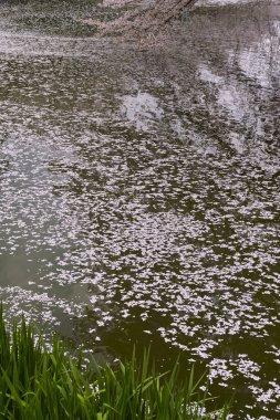 Güzel göl manzarası