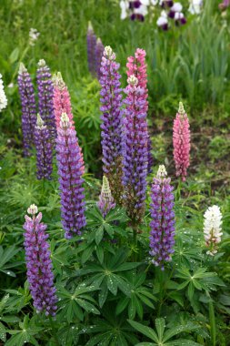 Bahçedeki güzel mor lupinler