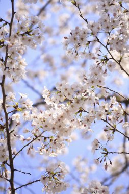 İlkbaharda kiraz ağacının çiçek açması. 