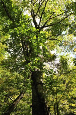 Güneşsiz bir günde güzel yeşil orman manzarası