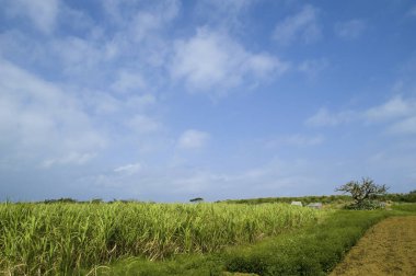 Kırsalda mavi gökyüzü olan yeşil tarla