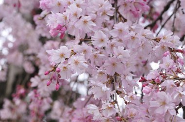 Güzel pembe kiraz çiçeklerinin yakın görüntüsü 