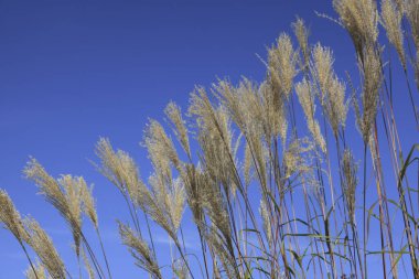 Açık mavi gökyüzüne karşı Miscanthus süslemelerinin yakın plan görüntüsü