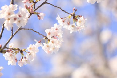 İlkbaharda kiraz ağacının çiçek açması. 