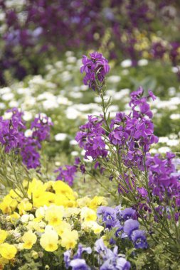 Açık havada büyüyen mor ve mavi çiçeklerin dikey görüntüsü.