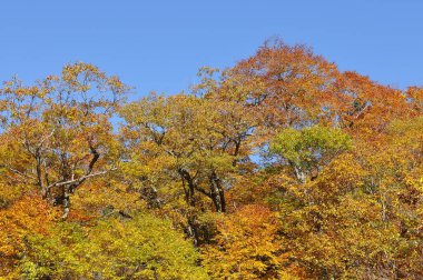 Sonbahar ağaçlarıyla güzel bir manzara, sonbahar yaprakları...           