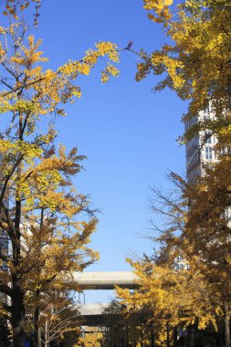 Tokyo, Japonya Kasım 2727 18 Kimliği belirsiz sonbahar insanları ueno parkında yürüyor ve sonbahar bahçesindeki ağaç ağacını izliyorlar..