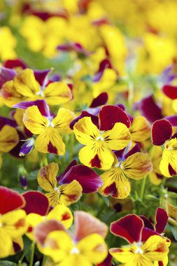 Bahçedeki güzel çiçekler