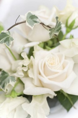 Arka planda güzel beyaz güller, kapatın.