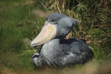 Ayakkabı gagalı bir kuşun yakın çekimi.