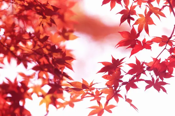 Κόκκινα Φύλλα Σφενδάμου Στο Δέντρο Φόντο Φθινόπωρο — Φωτογραφία Αρχείου