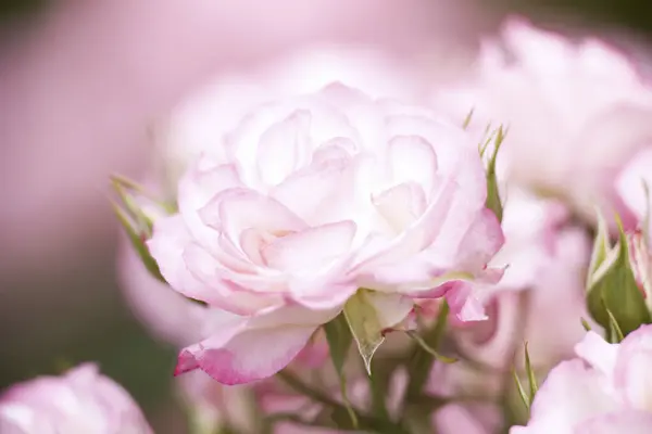 close up view of beautiful pink roses in garden