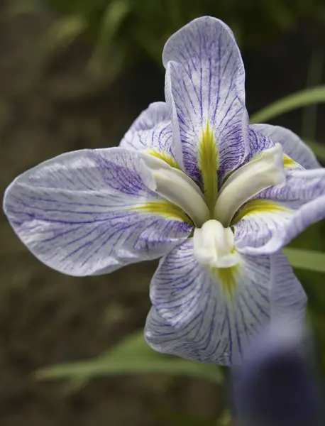 Close Zicht Prachtige Irisbloem Groeiend Tuin — Stockfoto