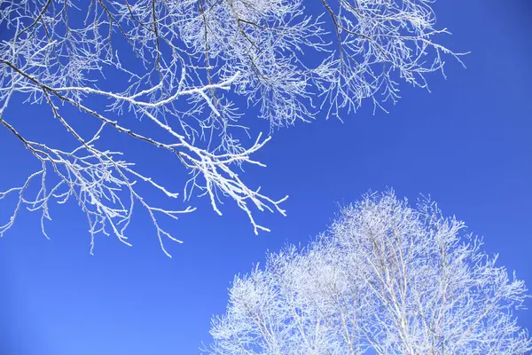 Winterbos Met Bomen Natuur — Stockfoto
