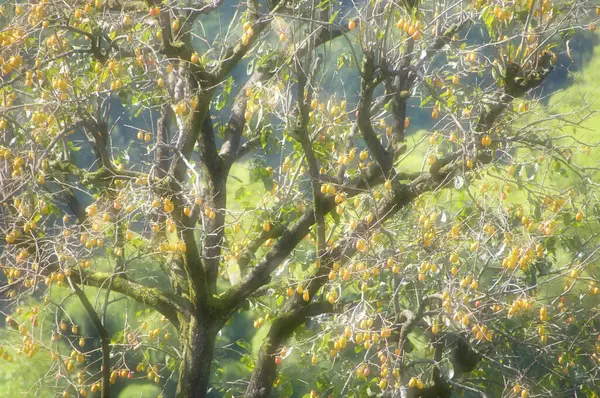 木の枝に葉が付いている垂直のショット — ストック写真