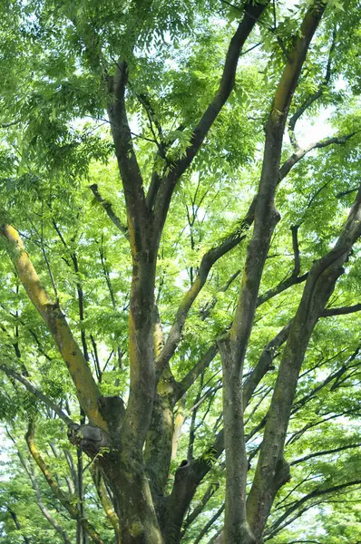 Stock image beautiful green trees with leaves in the forest            