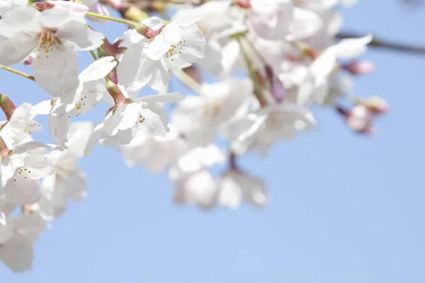 Cherry Blossom Blommor Våren — Stockfoto