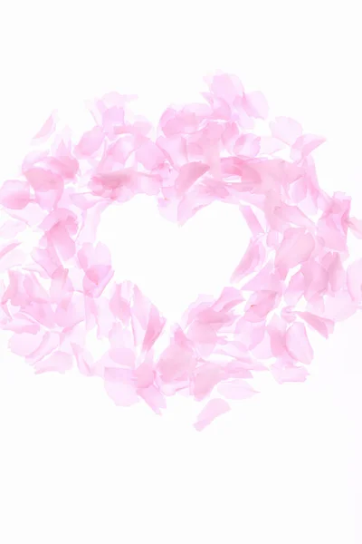 Rosa Blüten Und Blütenblätter Isoliert Auf Weißem Hintergrund — Stockfoto