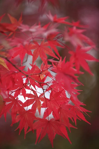 Червоне Осіннє Листя Флора Осіннього Сезону Японське Кленове Дерево — стокове фото