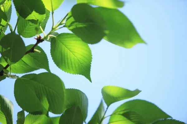 Closeup Galho Árvore Com Folhas Verdes Luz Solar — Fotografia de Stock
