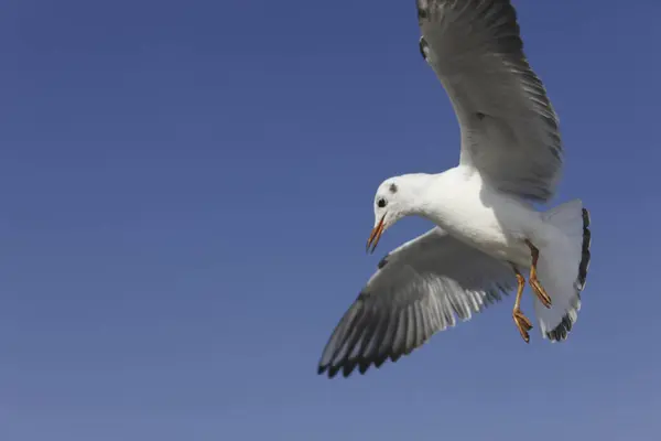 Seagull Flying Blue Sky — Stock Photo, Image