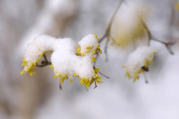 Krásný Strom Květinovými Pupeny Pokryté Sněhem — Stock fotografie