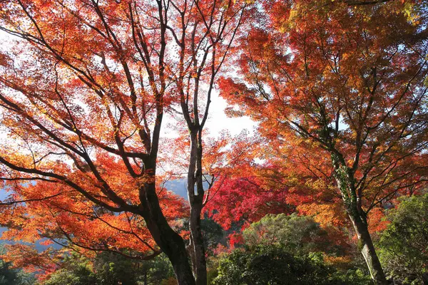 autumn red maple leaves background, fall season in Japan